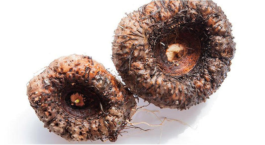 Qu'est-ce que l'éponge en konjac ? (et pourquoi ça vaut la peine d'essayer)