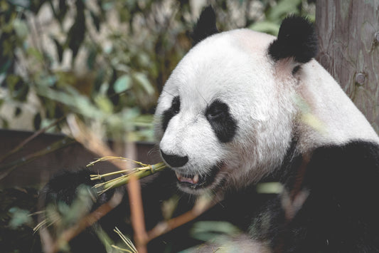 Pourquoi le panda mange-t-il du bambou ?