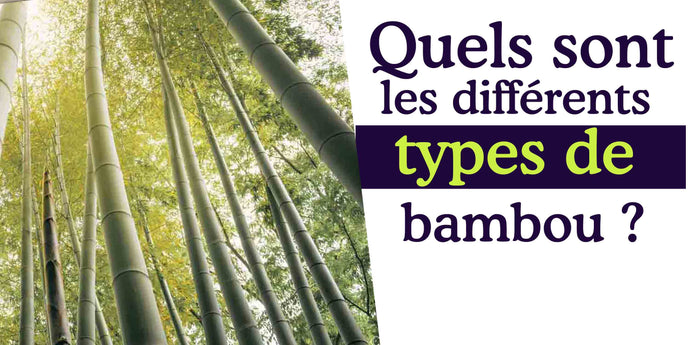 Quels sont les différents types de bambou ?